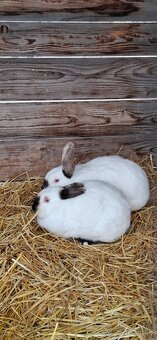 Predám malý chov mäsových králikov. - 10