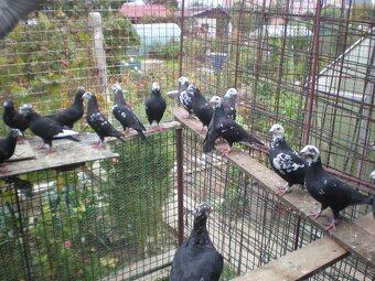 Predám poštové holuby - 10