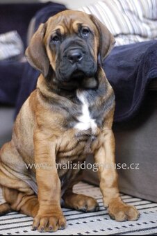 Tosa inu štěnata - přijímáme rezervace - 10