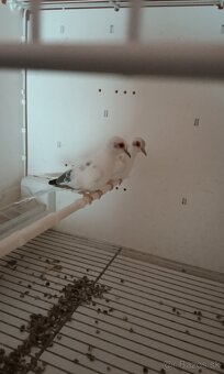 Holúbky diamantove straky - 10