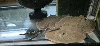 Potamotrygon motoro - 10