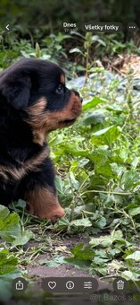 Rottweiler, rotvajler, rtw - 10