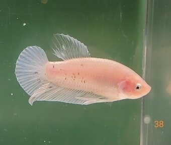 Bojovnica, betta, samec - 10