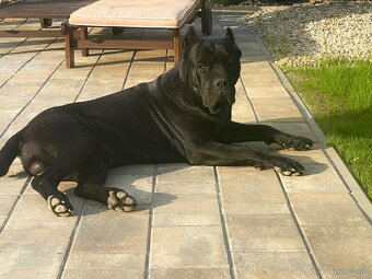 Cane corso - 10