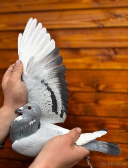 Poštové holuby - 10