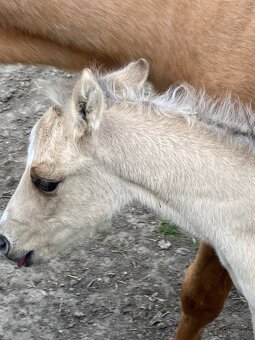 Paint horse pripustanie qh - 10