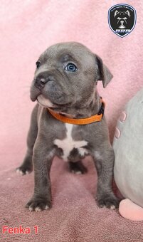 Štěňata American Bully XL s PP ABKC - 10