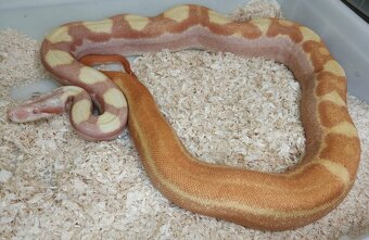 Boa imperator - Paraglow Motley Jungle, Sunglow Motley - 10