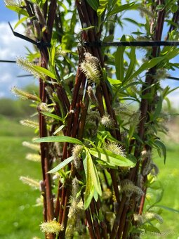 AKTUÁLNE❗PLETENÁ VŔBA, AMERICKÁ vŕba Salix ❗180CM ❗CELÉ SK❗ - 10