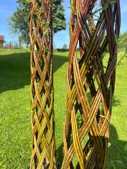 AKTUÁLNE❗Pletená vŕba SALIX 190-220 cm krása ihneď k odberu❗ - 10