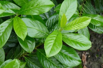 🌿 „Vavrínovce a červienky – farebný raj pre vašu záhradu“ - 10