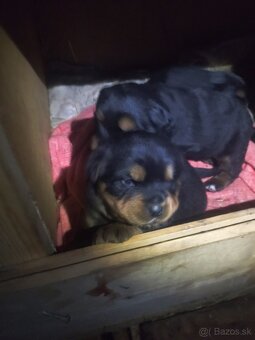 Lotwajler -bersky salašnícky ovčiak - 10