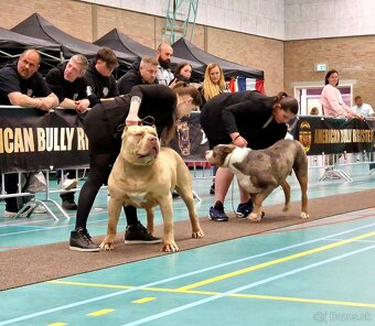 American bully xl xxl - 10