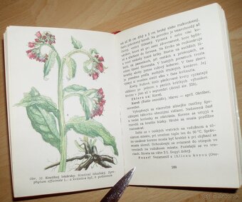 Liečivé rastliny a lesné plody - 10