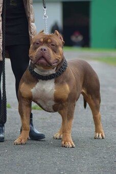 American Bully XL XXL - 10