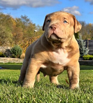 American Bully XL XXL - 10