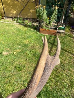 Jelenie zhody / parohy 74cm - 10