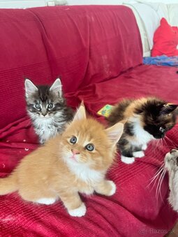 maine coon/ mainska myvalia s PP - 10