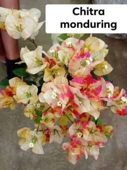 Bougainvillea,( bougainvillea, bugenvilea, bugenvila ) - 10