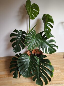 Monstera deliciosa - 10