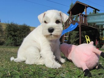 Bradáč malý biely - šteniatka s PP - 10