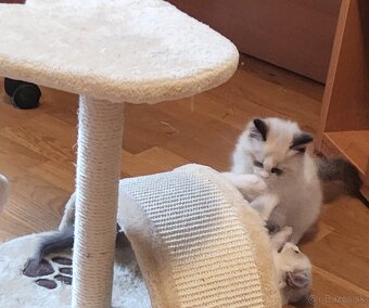 Ragdoll mačiatko - 10