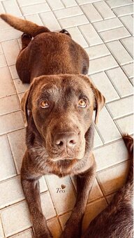 Labrador šteniatka - 10