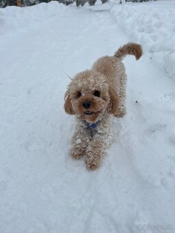 Cavapoo Max na krytie - 10