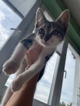 1/2 Mainská mývalia mačka/kocúr (Maine Coon) - 10