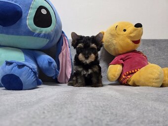 York, biewer,yorksirsky terier - 10