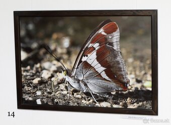Fotografie motýľov, zarámované, 96 x66 (101 x 70) cm - 10