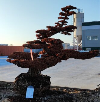 Suchý bonsai pre biophilic design - unikátny doplnok - 10