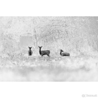 Termovízna predsádka Swarovski tM 35 2v1 a adaptér - 10