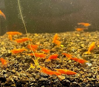 krevetky (Neocaridina) - 10