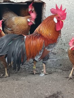 Zdrobnelá vlaška modrozlatosfarbená - 10
