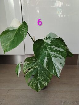 Monstera albo variegata - 10