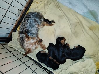 Yorkshire terier - 10