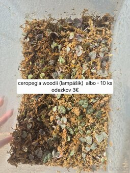 Predám izbové rastliny 2 - 10