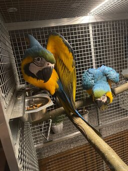 🟡🔵🟡🔵 Ara Ararauna 🟡🔵🟡🔵 - 10