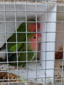 agapornis ružovohrdlý - 10