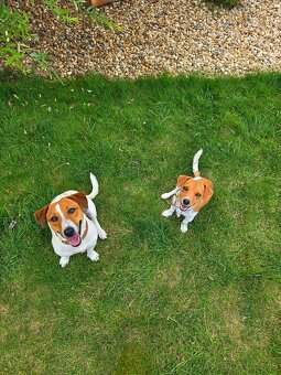 Jack russel teriér - 10