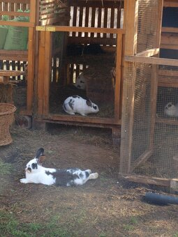 zajace z voľného výbehu a voliéry- ideálne na chov - 10