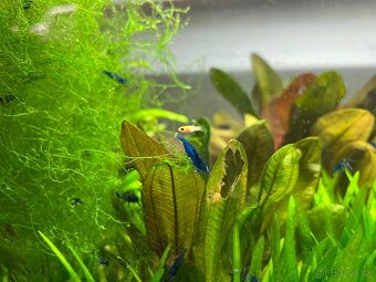 Krevetky neocaridina Blue Dream - 10