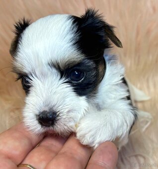 Yorkshire Terrier s PP - 10