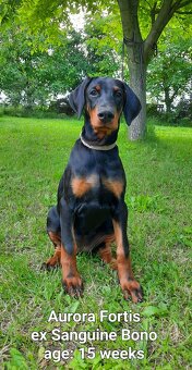 DOBERMANN šteniatka s P.P. - 10