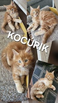 Mačiatka Maine Coon - 10