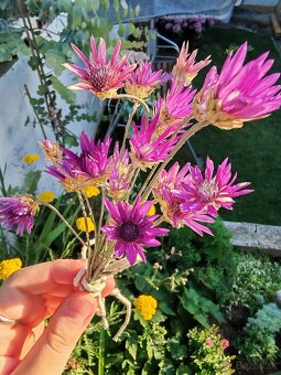 Fialový a biely sucho-kvet (slamienka) 🌸 - 10