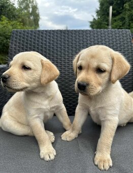 šteniatka labrador a (biely psík) - 10