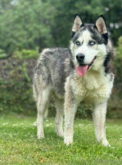 Šteniatka sibírsky husky - 10