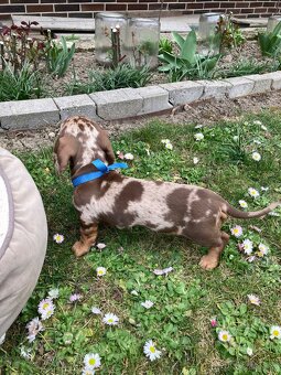 Jazvečík trpasličí krátkosrstý - 10